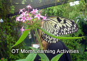 visual perception - can you see the butterfly?